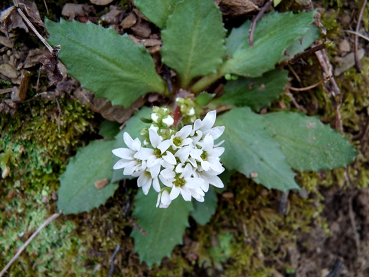 {Micranthes virginiensis}